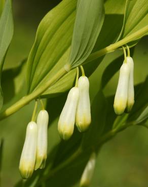 Fotografia 8 da espécie Polygonatum odoratum no Jardim Botânico UTAD