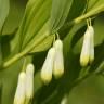 Fotografia 8 da espécie Polygonatum odoratum do Jardim Botânico UTAD