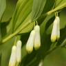 Fotografia 8 da espécie Polygonatum odoratum do Jardim Botânico UTAD