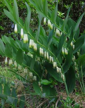 Fotografia 9 da espécie Polygonatum odoratum no Jardim Botânico UTAD