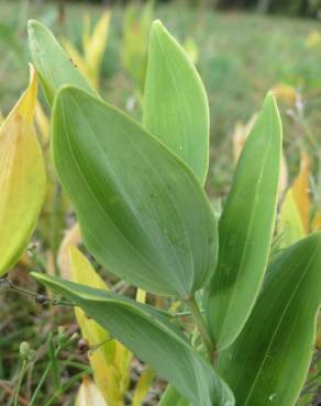 Fotografia 11 da espécie Polygonatum odoratum no Jardim Botânico UTAD