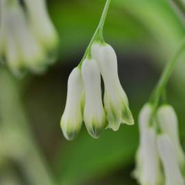 Fotografia da espécie Polygonatum odoratum