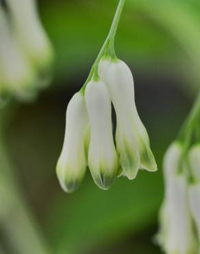 Fotografia 12 da espécie Polygonatum odoratum no Jardim Botânico UTAD