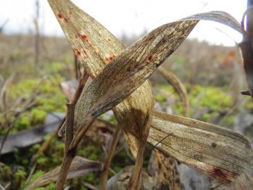 Fotografia da espécie Polygonatum odoratum