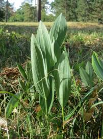 Fotografia da espécie Polygonatum odoratum