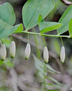 Fotografia 16 da espécie Polygonatum odoratum no Jardim Botânico UTAD