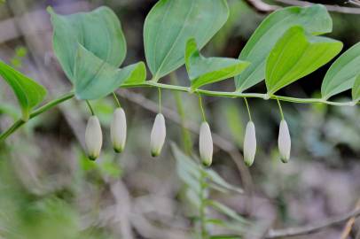 Fotografia da espécie Polygonatum odoratum