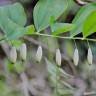 Fotografia 16 da espécie Polygonatum odoratum do Jardim Botânico UTAD