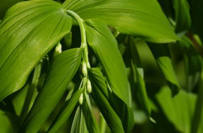 Fotografia da espécie Polygonatum odoratum