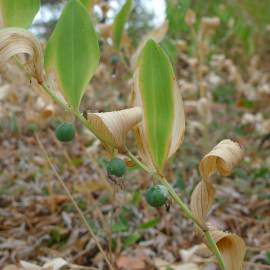 Fotografia da espécie Polygonatum odoratum