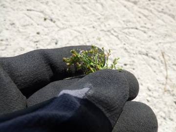 Fotografia da espécie Sagina procumbens