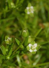 Fotografia da espécie Sagina procumbens