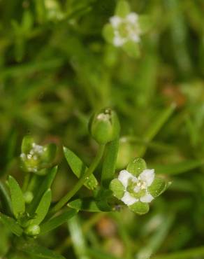 Fotografia 7 da espécie Sagina procumbens no Jardim Botânico UTAD