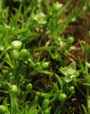 Fotografia 8 da espécie Sagina procumbens no Jardim Botânico UTAD