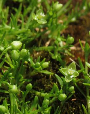 Fotografia 8 da espécie Sagina procumbens no Jardim Botânico UTAD