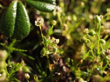 Fotografia da espécie Sagina procumbens