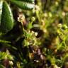 Fotografia 10 da espécie Sagina procumbens do Jardim Botânico UTAD