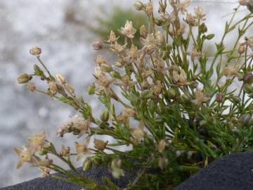 Fotografia da espécie Sagina procumbens