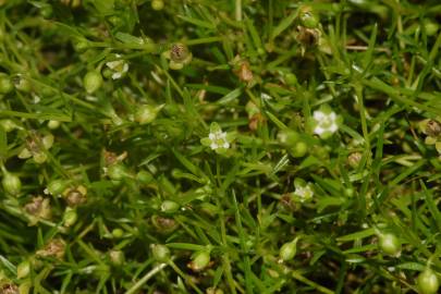 Fotografia da espécie Sagina procumbens