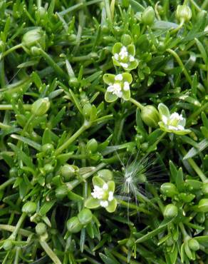 Fotografia 13 da espécie Sagina procumbens no Jardim Botânico UTAD