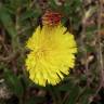 Fotografia 7 da espécie Pilosella officinarum do Jardim Botânico UTAD