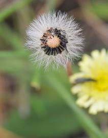 Fotografia da espécie Pilosella officinarum