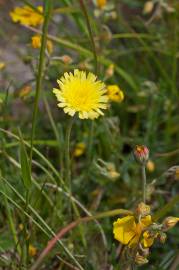 Fotografia da espécie Pilosella officinarum