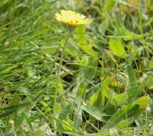 Fotografia da espécie Pilosella officinarum