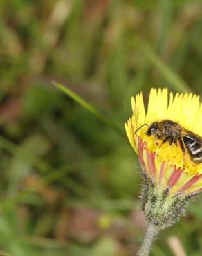 Fotografia 12 da espécie Pilosella officinarum no Jardim Botânico UTAD