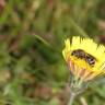 Fotografia 12 da espécie Pilosella officinarum do Jardim Botânico UTAD