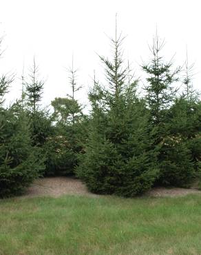 Fotografia 7 da espécie Picea abies no Jardim Botânico UTAD