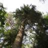 Fotografia 10 da espécie Picea abies do Jardim Botânico UTAD