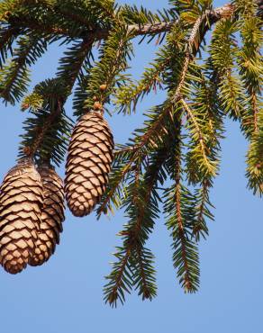 Fotografia 14 da espécie Picea abies no Jardim Botânico UTAD