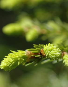 Fotografia 17 da espécie Picea abies no Jardim Botânico UTAD