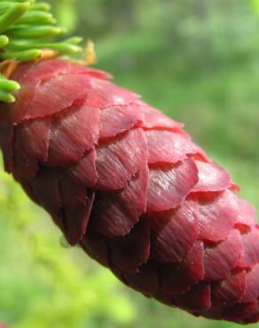 Fotografia 19 da espécie Picea abies no Jardim Botânico UTAD