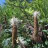 Fotografia 6 da espécie Phyteuma spicatum do Jardim Botânico UTAD