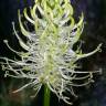 Fotografia 7 da espécie Phyteuma spicatum do Jardim Botânico UTAD