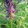 Fotografia 8 da espécie Phyteuma spicatum do Jardim Botânico UTAD