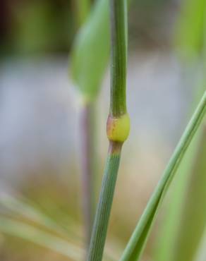 Fotografia 6 da espécie Phalaris canariensis no Jardim Botânico UTAD