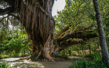 Fotografia da espécie Metrosideros robusta