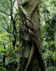 Metrosideros robusta