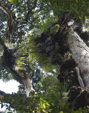 Fotografia 7 da espécie Metrosideros robusta no Jardim Botânico UTAD