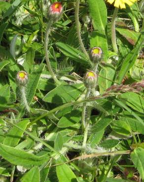 Fotografia 13 da espécie Pilosella officinarum no Jardim Botânico UTAD