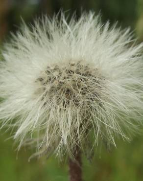 Fotografia 14 da espécie Pilosella officinarum no Jardim Botânico UTAD