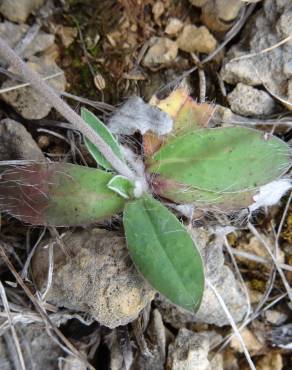 Fotografia 18 da espécie Pilosella officinarum no Jardim Botânico UTAD