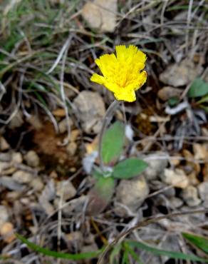 Fotografia 19 da espécie Pilosella officinarum no Jardim Botânico UTAD