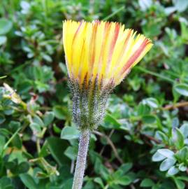 Fotografia da espécie Pilosella officinarum