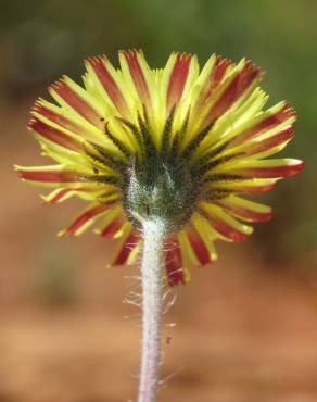 Fotografia 23 da espécie Pilosella officinarum no Jardim Botânico UTAD