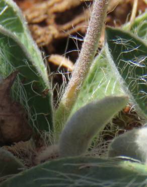 Fotografia 24 da espécie Pilosella officinarum no Jardim Botânico UTAD