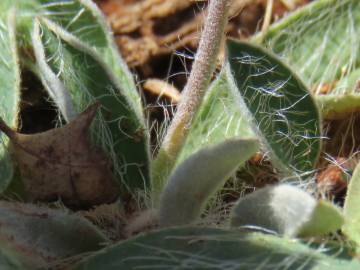 Fotografia da espécie Pilosella officinarum